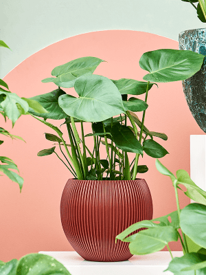 Monstera Deliciosa: Tajomstv pestovania tejto ikonickej izbovej rastliny -  tomaflora