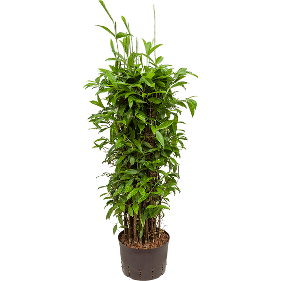 Dracaena Surculosa Ableger