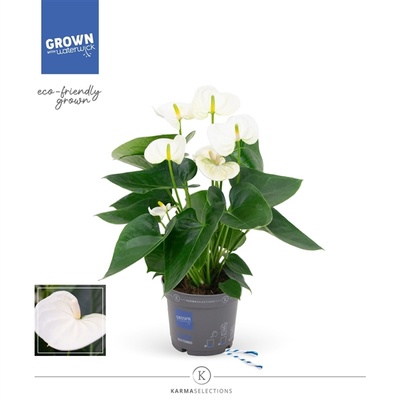 Anthurium Anthedesia white 12x35 cm - tomaflora
