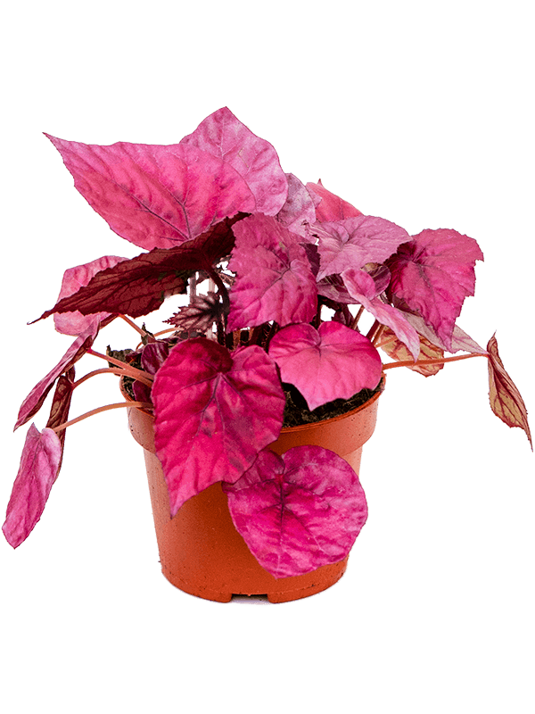 Begonia Inca Flame 12x20 cm - tomaflora