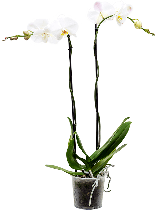 Phalaenopsis 'Tsarine' 2-Branches grandiflora White 15x100 cm - tomaflora