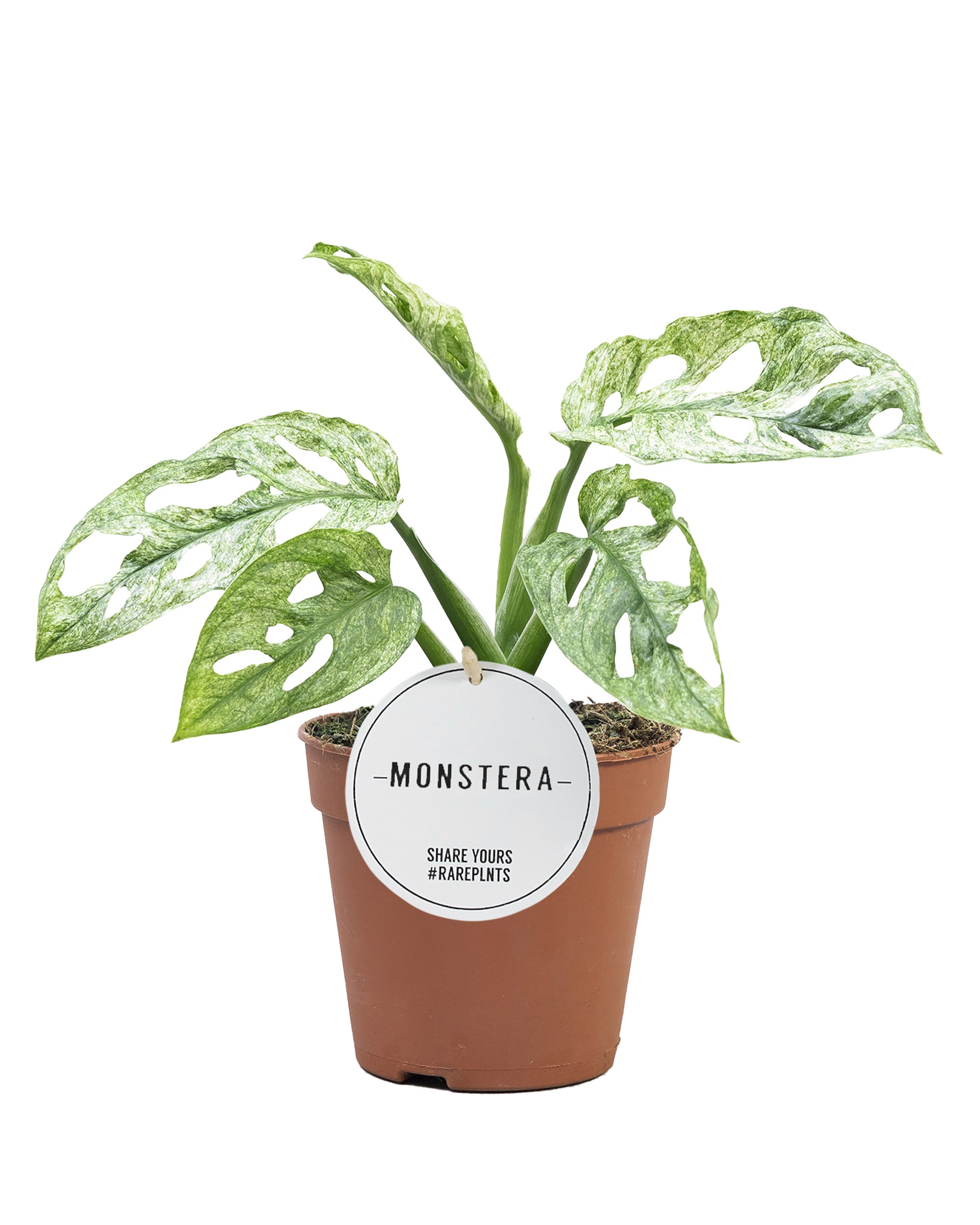 Monstera obliqua (Leichtlinii) Adansonii Mint 12x25 cm - tomaflora