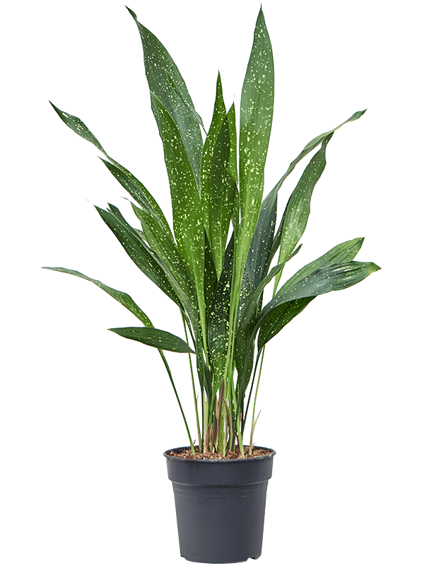 Aspidistra elatior 'milky way' 17x65 cm - tomaflora