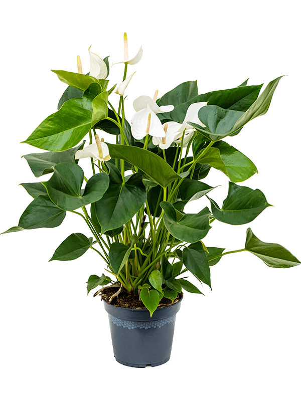 Anthurium andraeanum 'Sierra' en B. For Studio main image 0