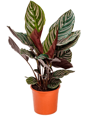 Calathea ornata 17x40 cm - tomaflora